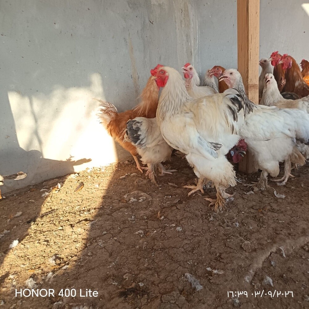 دجاج براهما - 4