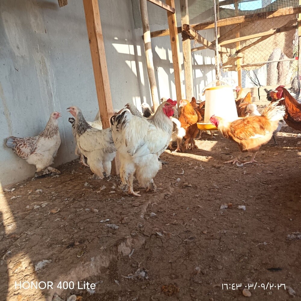 دجاج براهما - 7