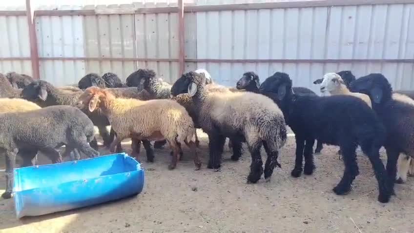 للبيع شويهات عرب - 1