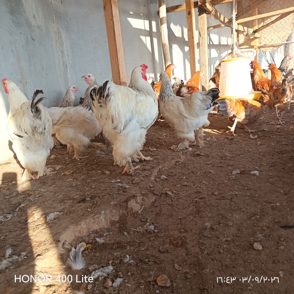 دجاج براهما - 5