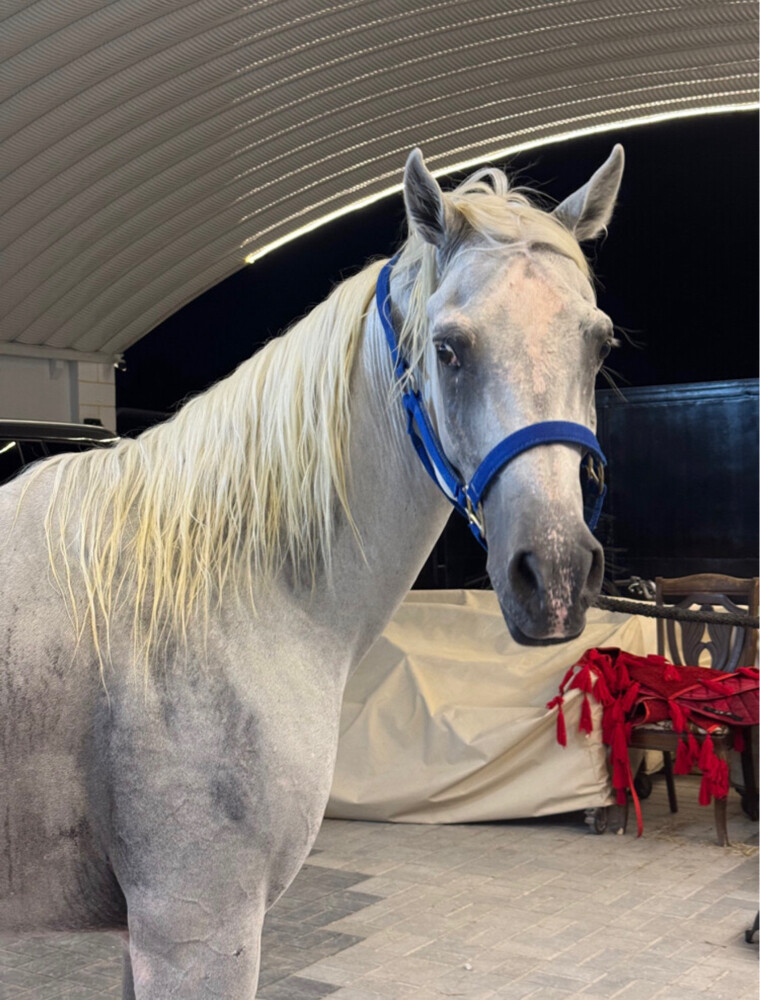 خيل  - 2