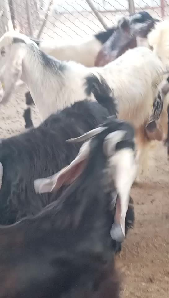 للبيع تيوس زبايح - 1