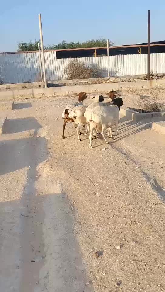 شويهات برابر طيبه ماشاءالله - 1