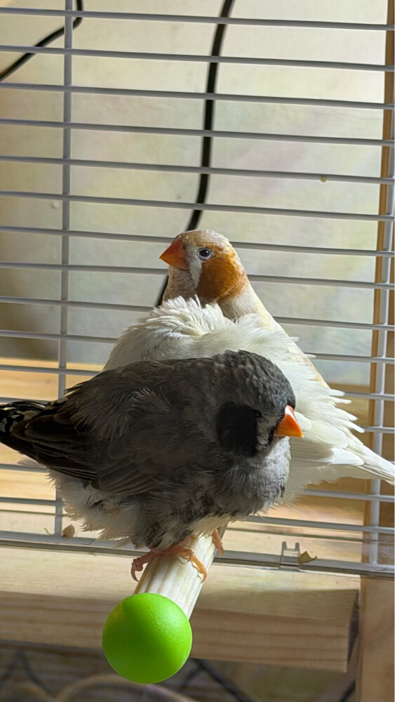 XL Jumbo size English zebra finch  - 4