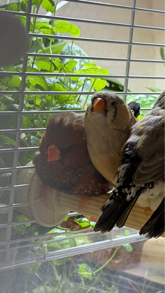XL Jumbo size English zebra finch  - 7