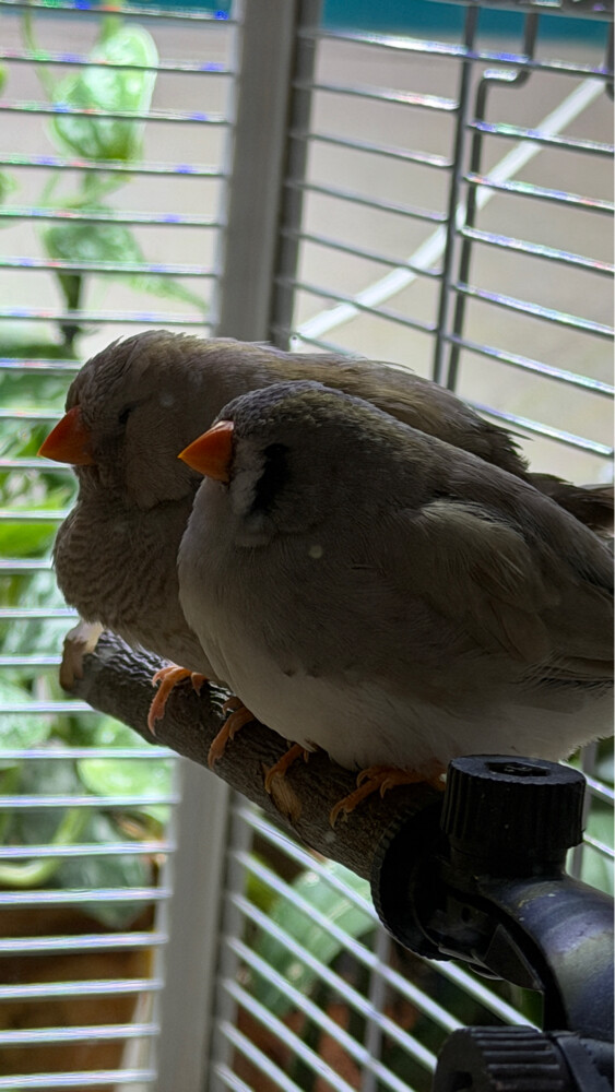 XL Jumbo size English zebra finch  - 6