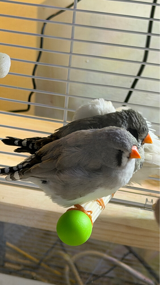 XL Jumbo size English zebra finch  - 8