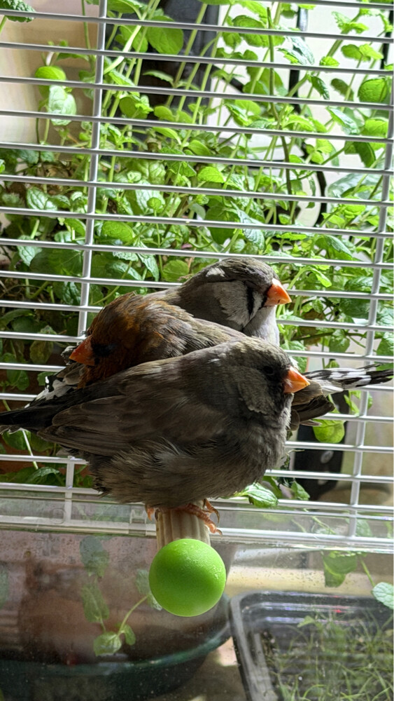 XL Jumbo size English zebra finch  - 9
