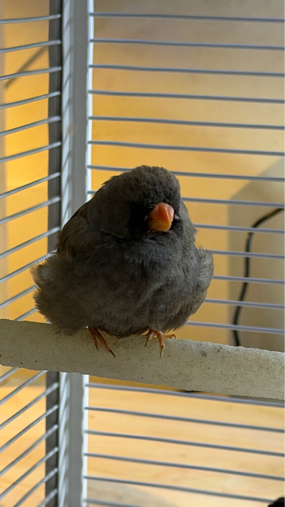 XL Jumbo size English zebra finch  - 2