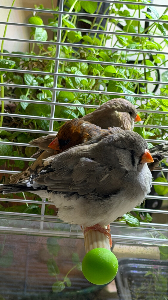 XL Jumbo size English zebra finch  - 3