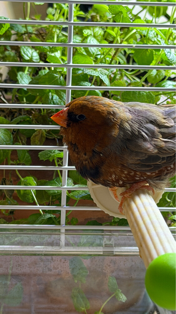 XL Jumbo size English zebra finch  - 5