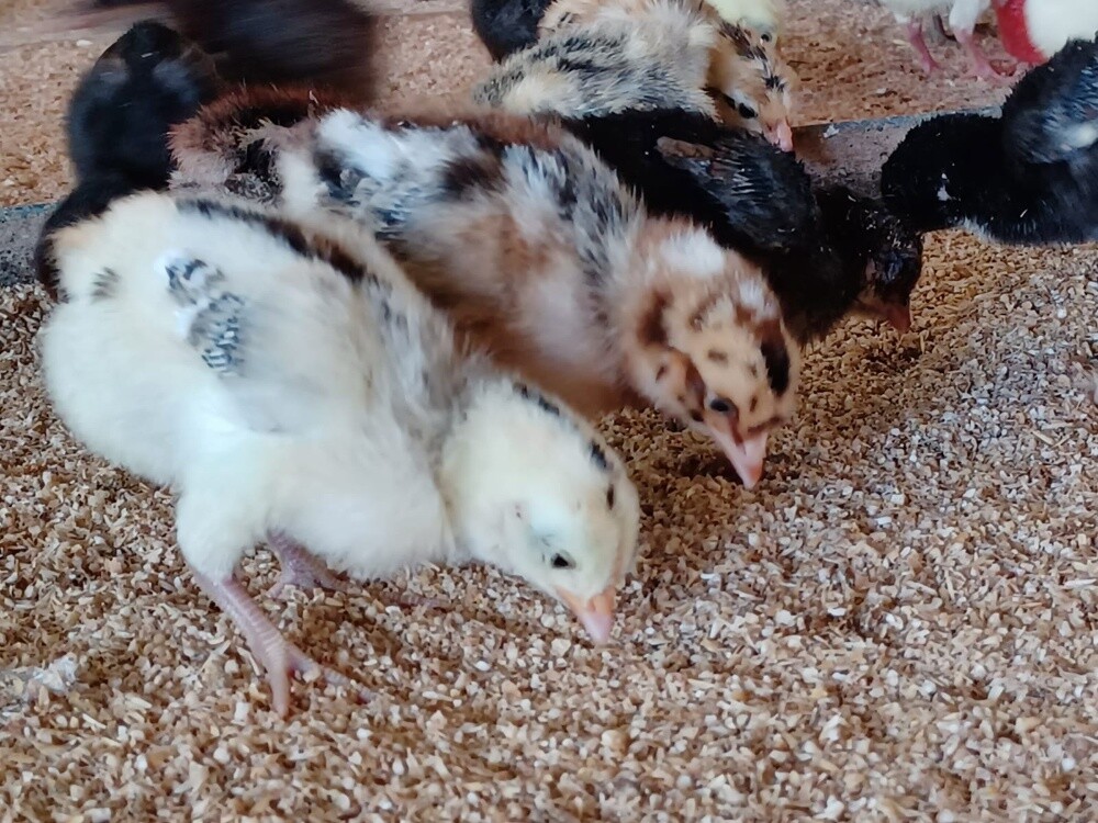 Desi baladee Chicken baby for sale - 1
