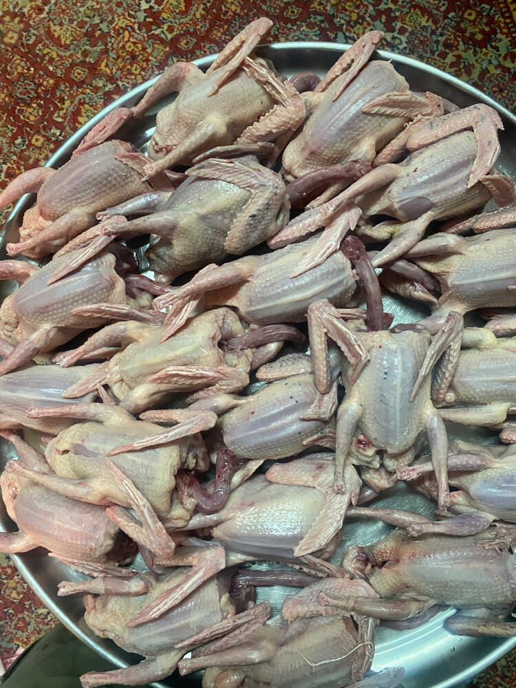 Jhajel Pigeons - 16