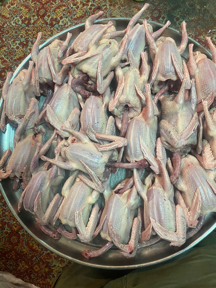 Jhajel Pigeons - 13