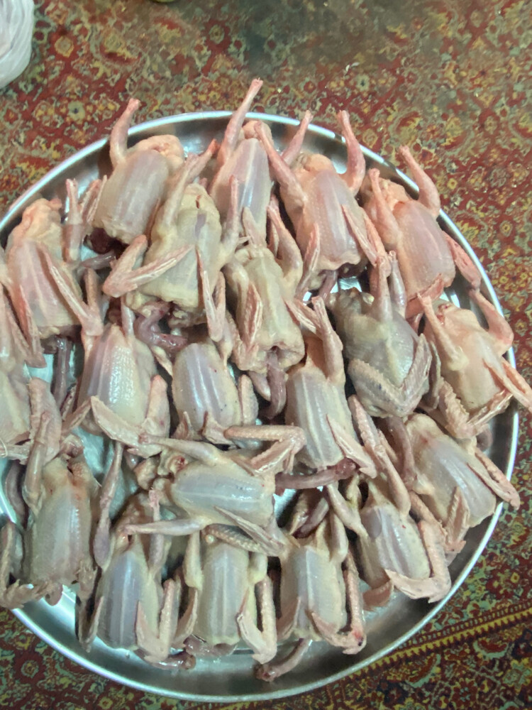 Jhajel Pigeons - 14