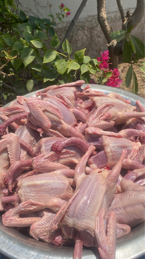 Jhajel Pigeons - 9