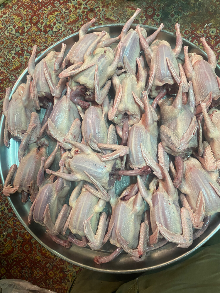 Jhajel Pigeons - 12
