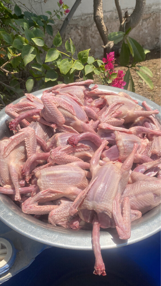 Jhajel Pigeons - 10