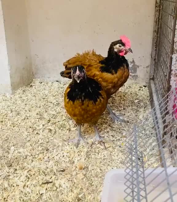 فروخ فورورك اوربي - 2