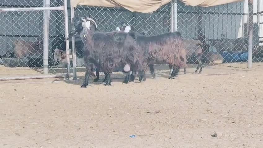 للبيع معزه عوارض طيبه - 2