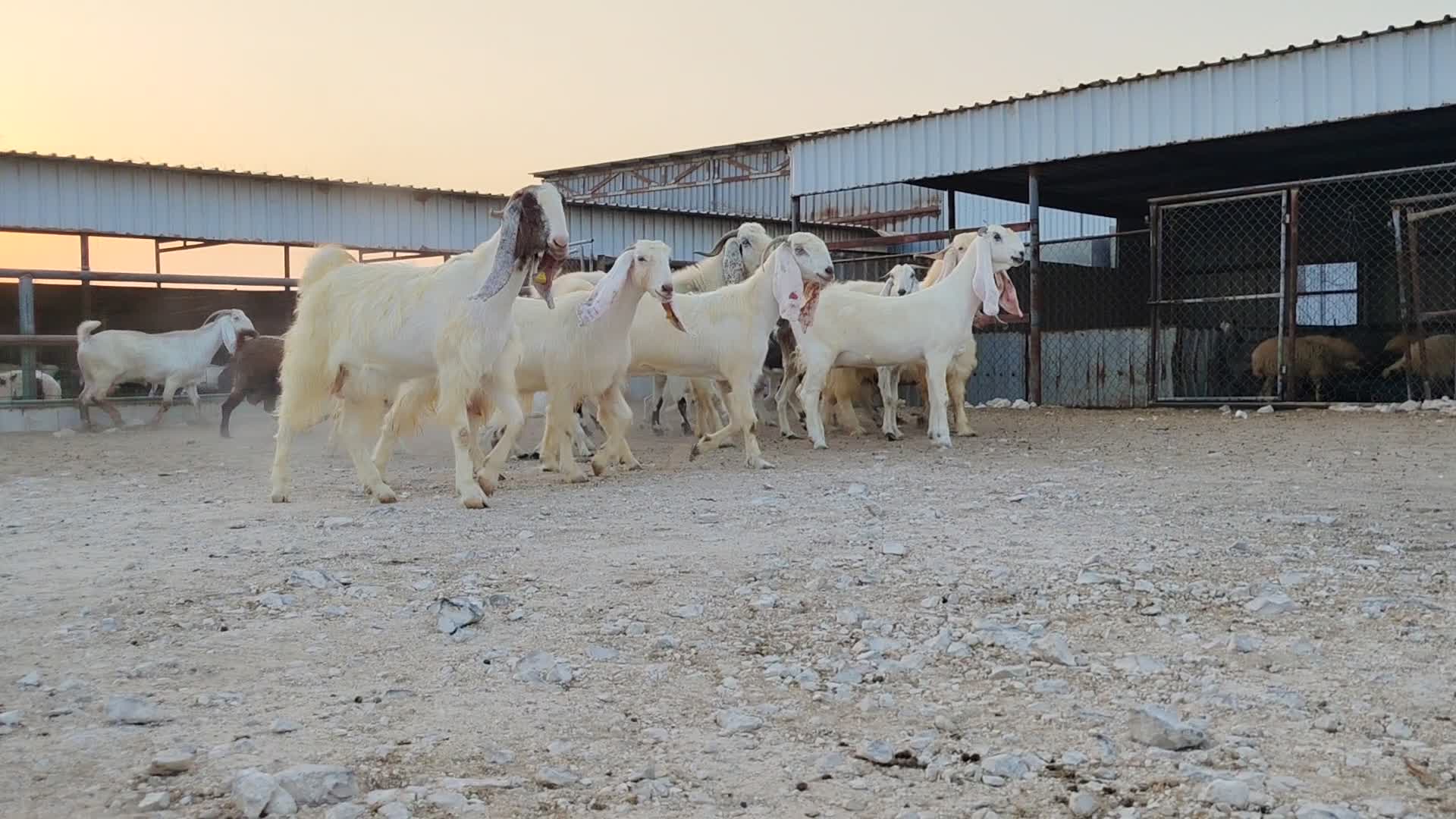 للبيع معزة مشاريك طيبه - 1