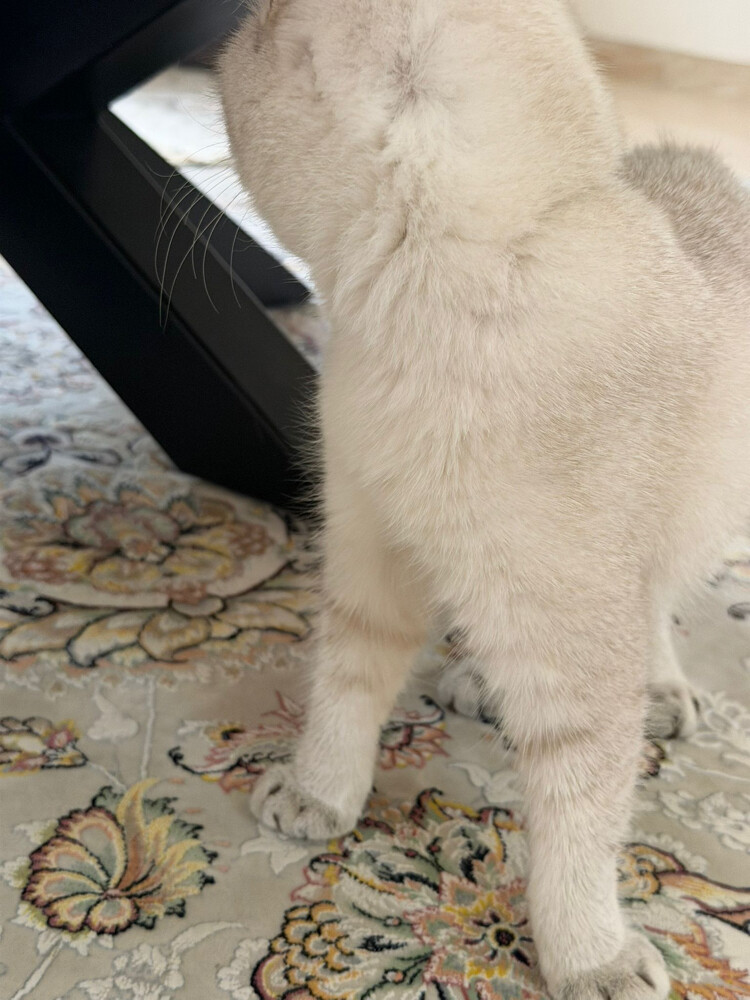 Scottish Fold cat - 2