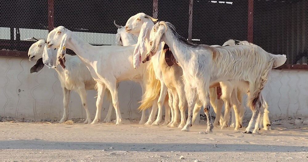 للبيع معزا حجازيات طيبه - 2