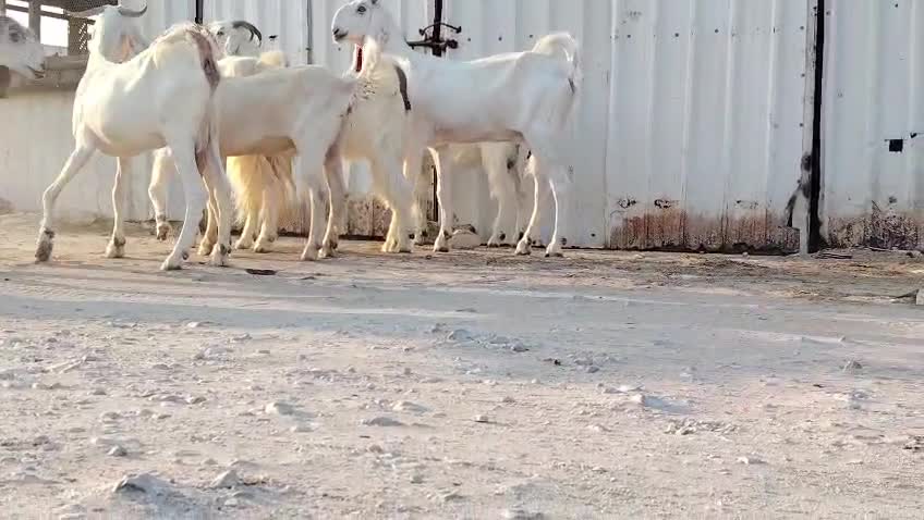 للبيع معزا حجازيات طيبه - 1