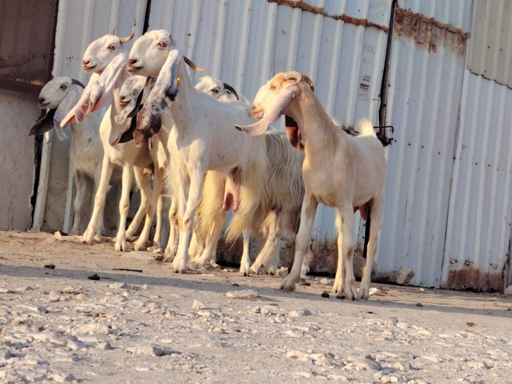 للبيع معزا حجازيات طيبه - 3