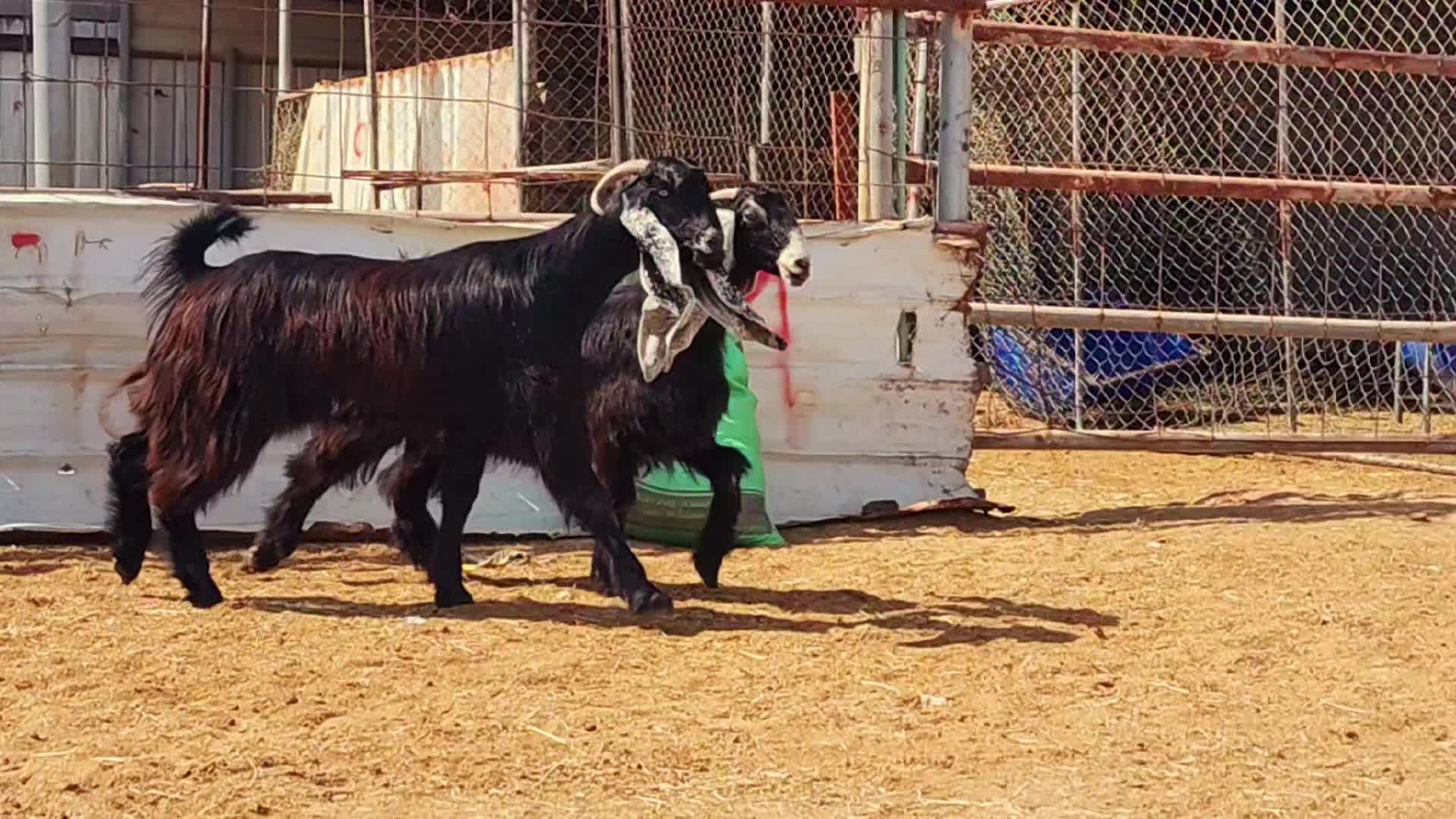 جمدات عوارض اباكير فاخره - 1