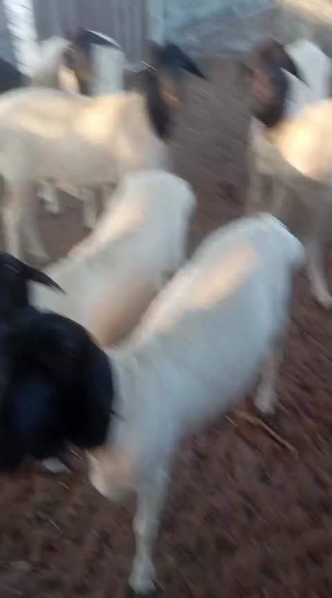 مجموعة بربري - 2