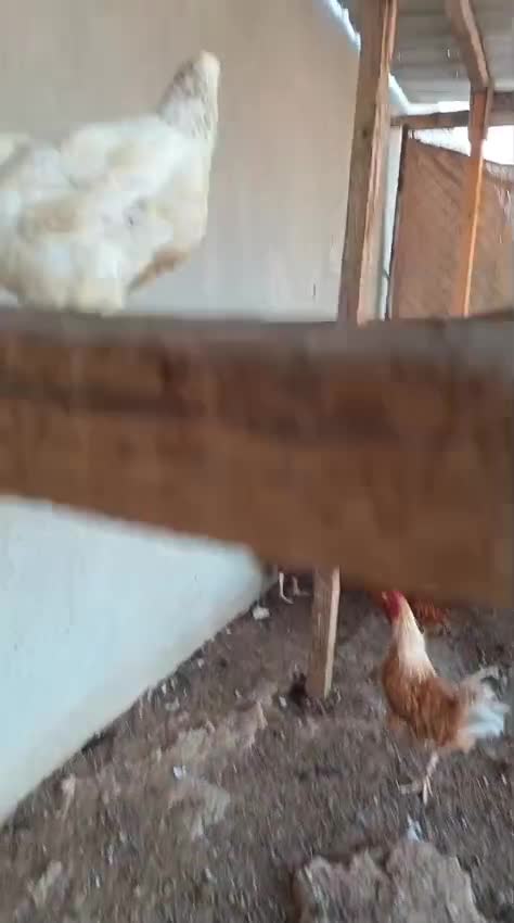 دجاج براهما - 7