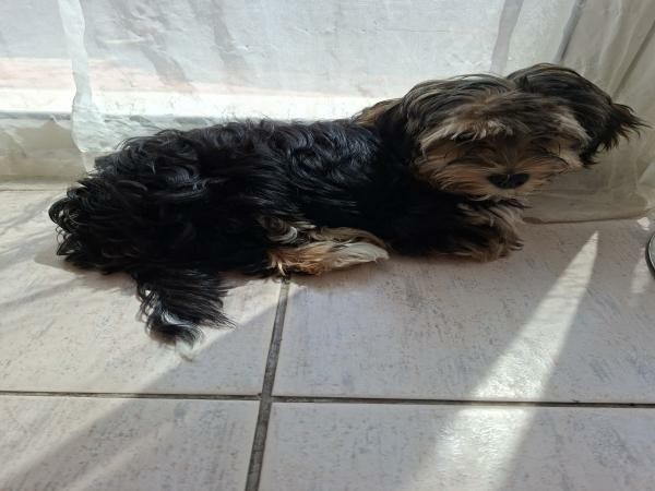 Morkie Puppies - 2