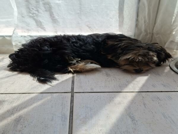 Morkie Puppies - 1