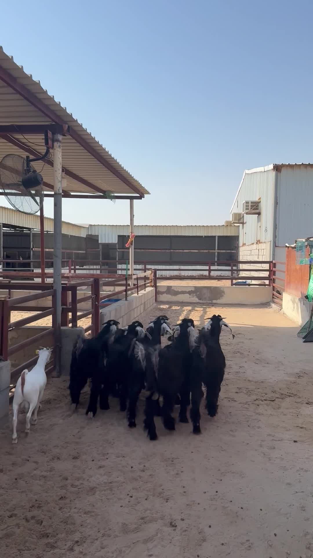 تيوس عوارض فل  - 1
