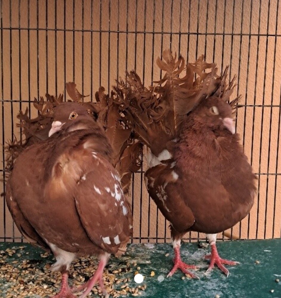 للبيع أزواج حمام  زينة - 2