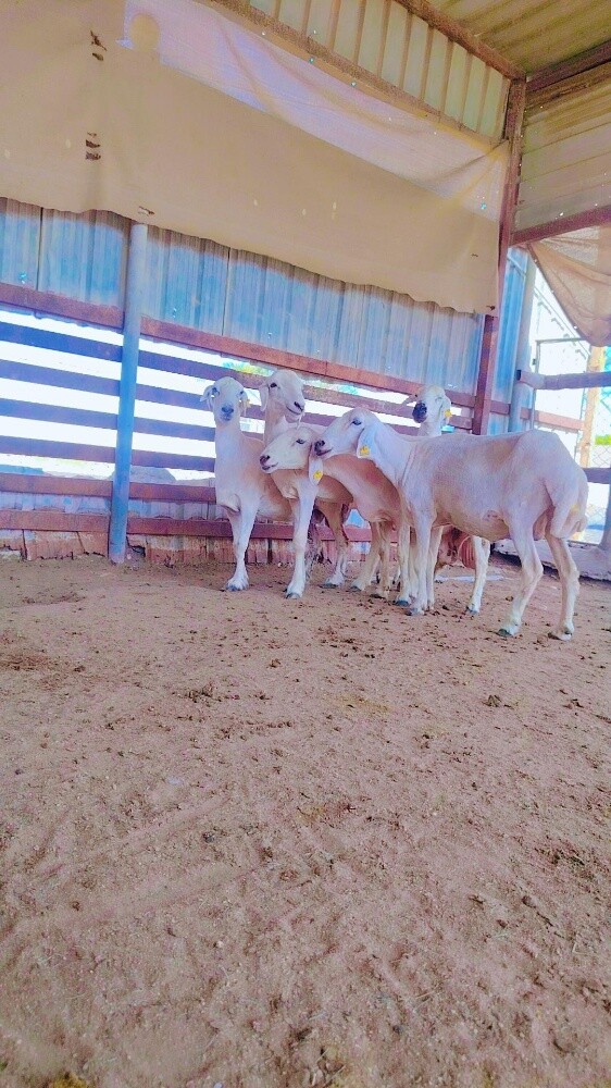 شويهات حبص ااا - 3