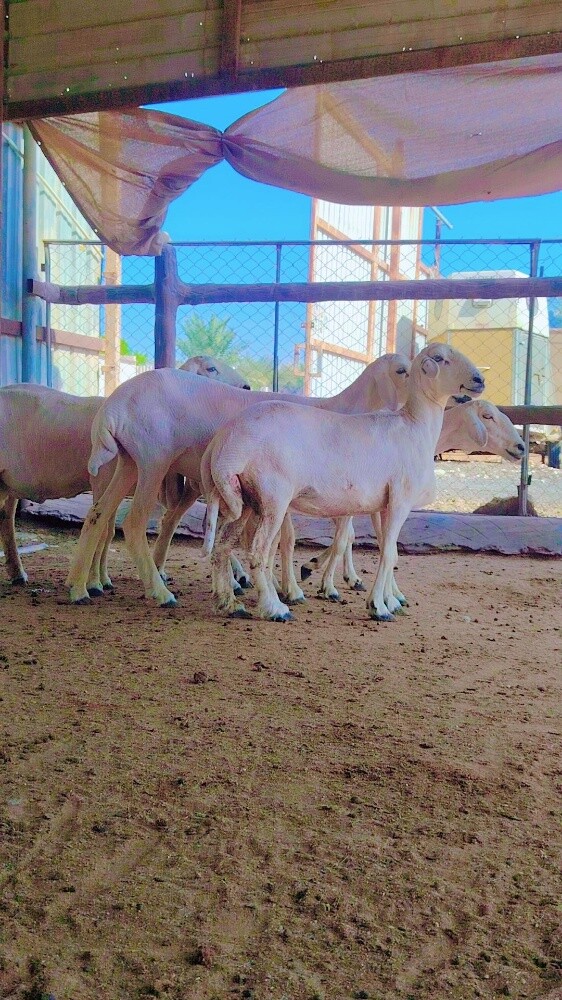 شويهات حبص ااا - 4