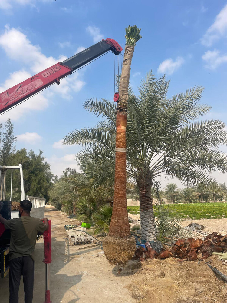 تنظيف النخل المثمر والزينة  - 14
