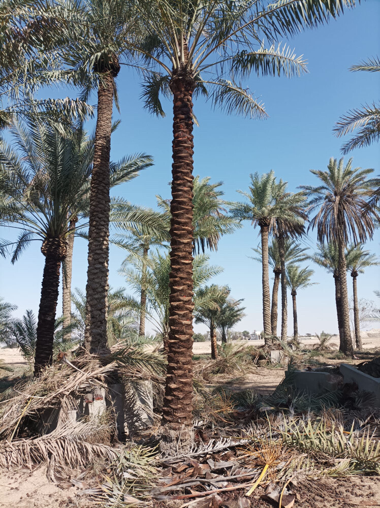 تنظيف النخل المثمر والزينة  - 13