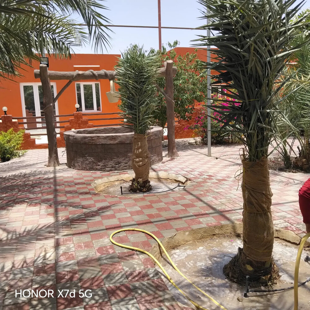 تنظيف النخل المثمر والزينة  - 27