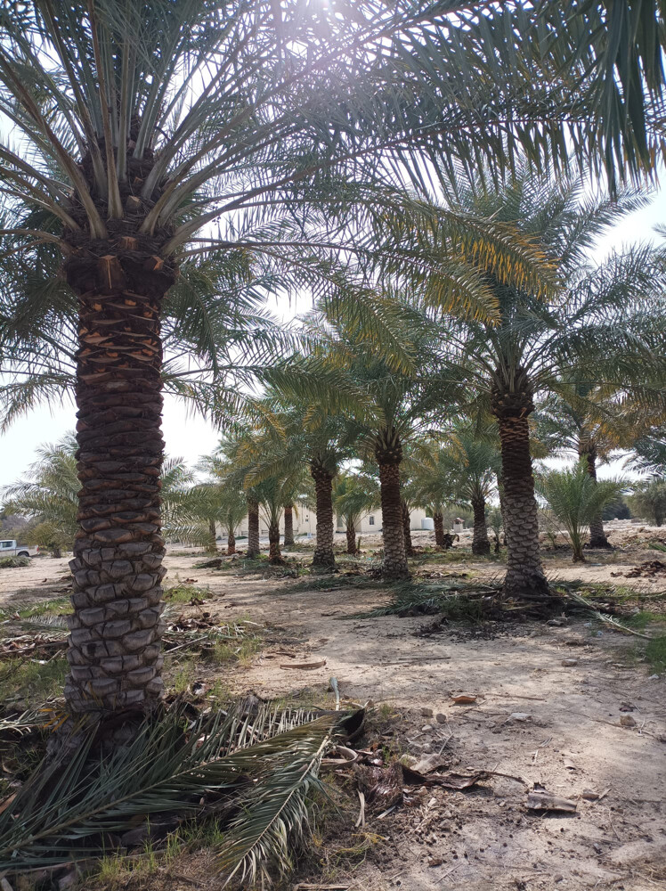 تنظيف النخل المثمر والزينة  - 16