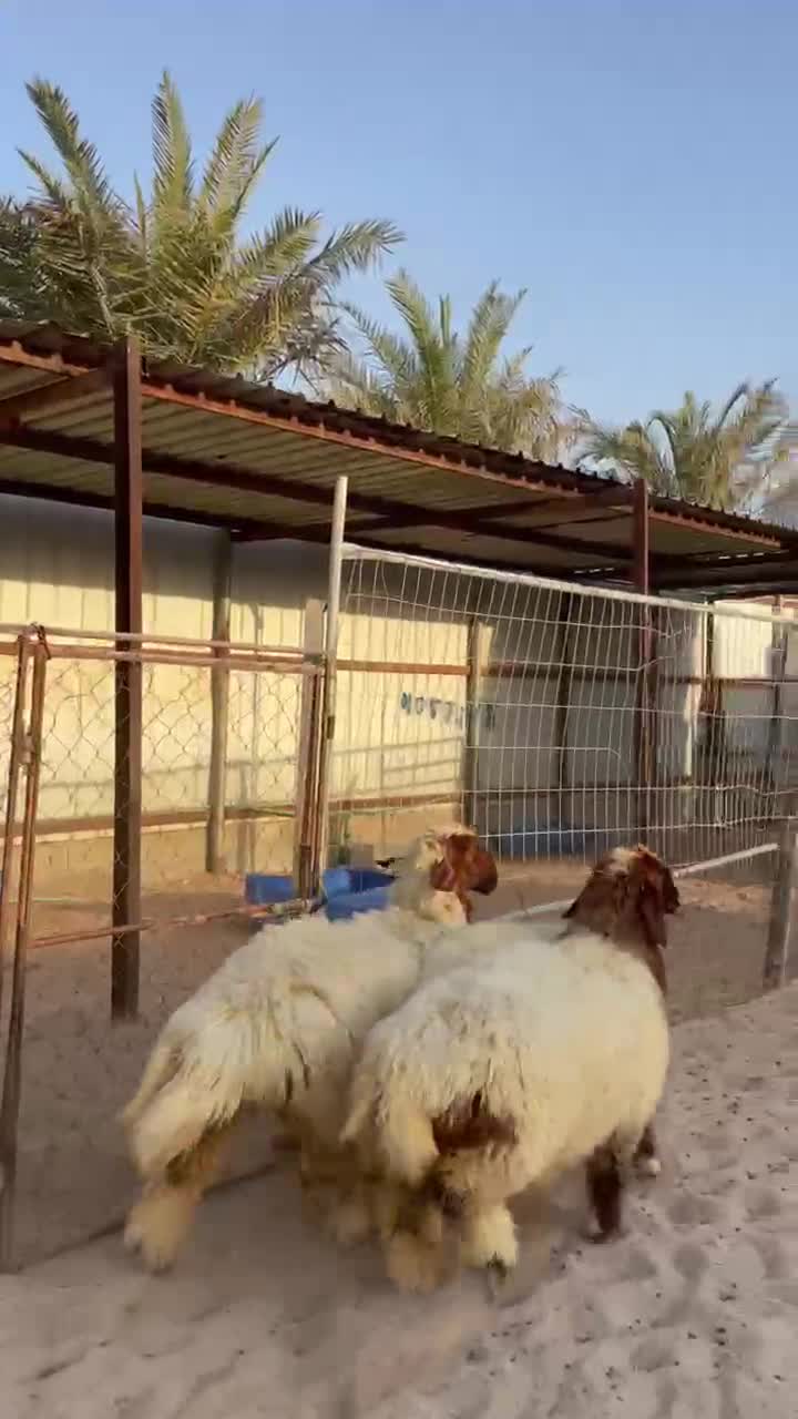 رخال بلديه سمان فل الفل  - 1