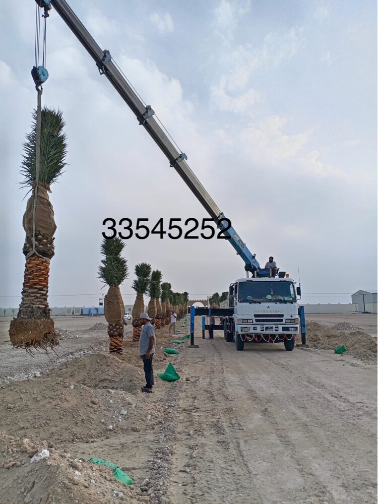 نخل للبيع - 15