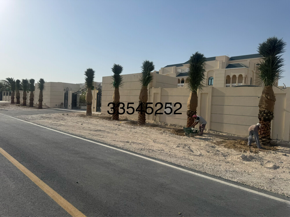 نخل للبيع - 26