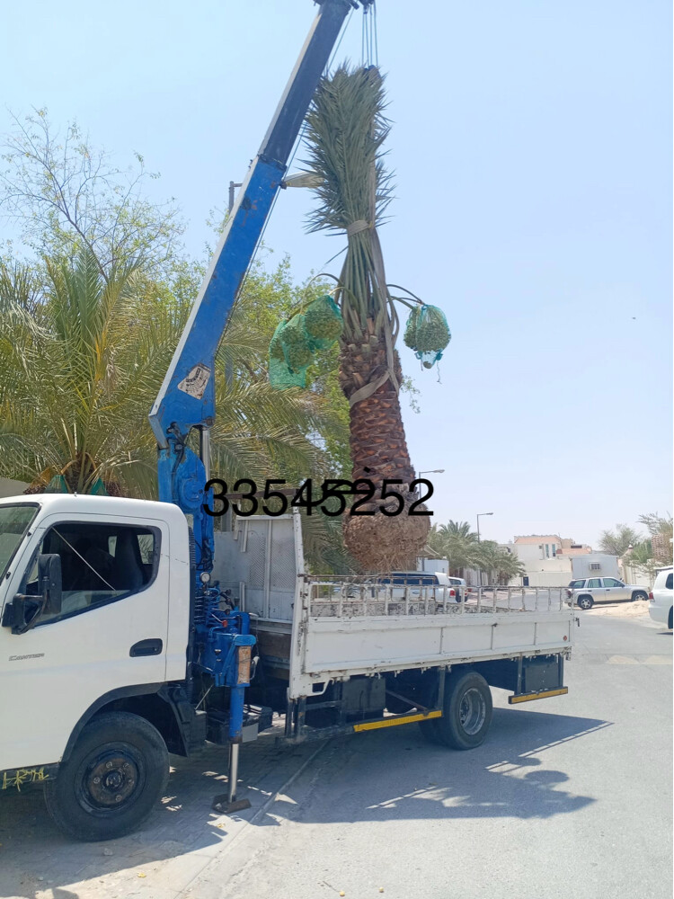 نخل للبيع - 6