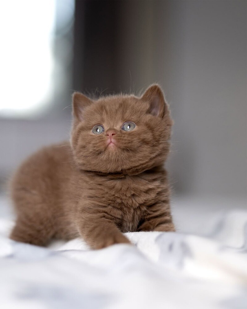 Chocolate British Shorthair Kitten - 3