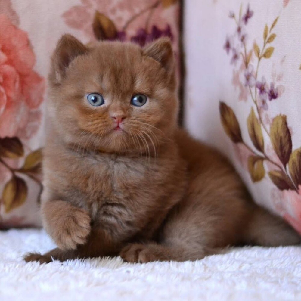Chocolate British Shorthair Kitten - 2
