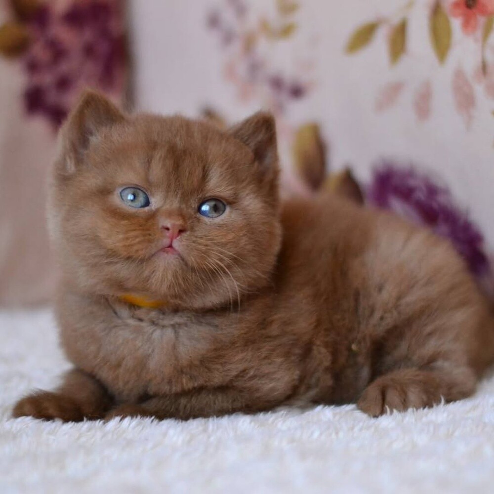 Chocolate British Shorthair Kitten - 1