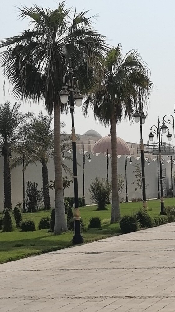 توريد وزراعه الواشنتونياا - 1